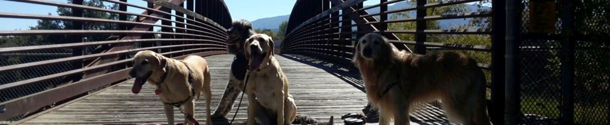Pictures of dog outings
