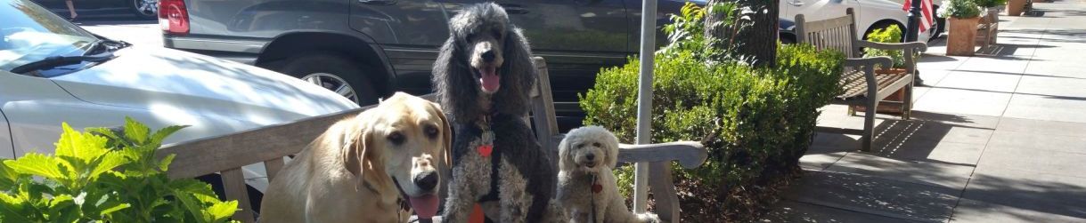 Pictures of dog outings