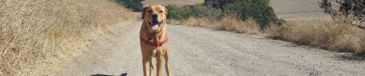 Pictures of dog outings