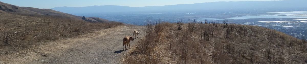 Pictures of dog outings