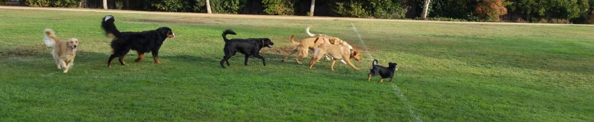 Pictures of dog outings
