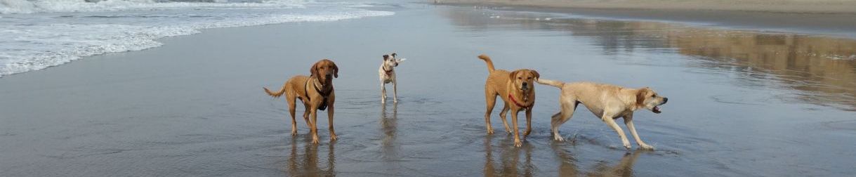 Pictures of dog outings