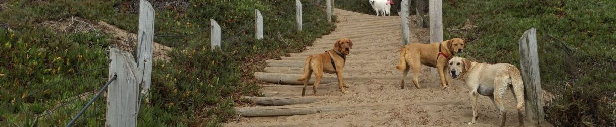Pictures of dog outings