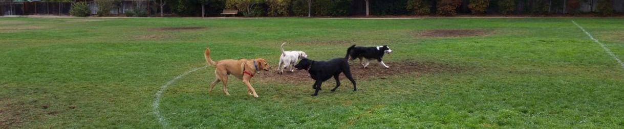 Pictures of dog outings