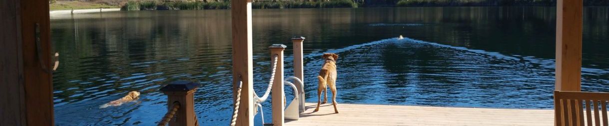 Pictures of dog outings