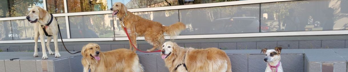 Pictures of dog outings