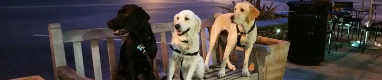 Pictures of dog outings