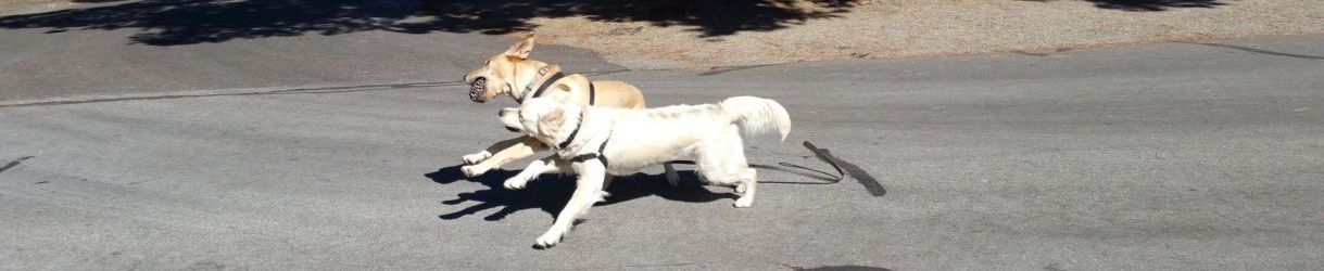 Pictures of dog outings