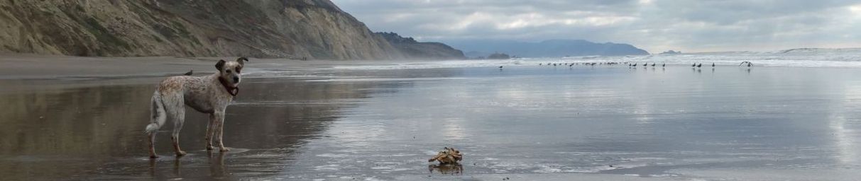 Pictures of dog outings