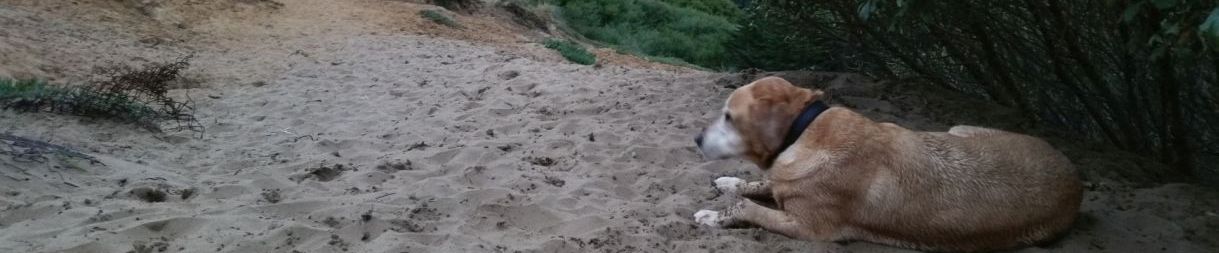 Pictures of dog outings