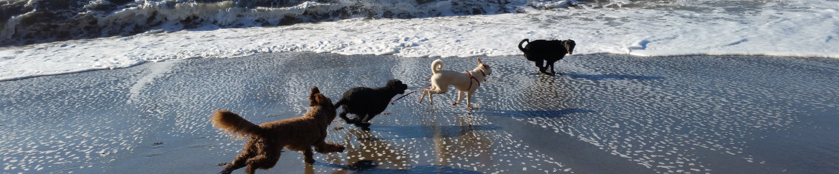 Pictures of dog outings