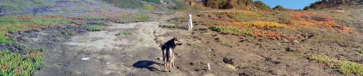 Pictures of dog outings