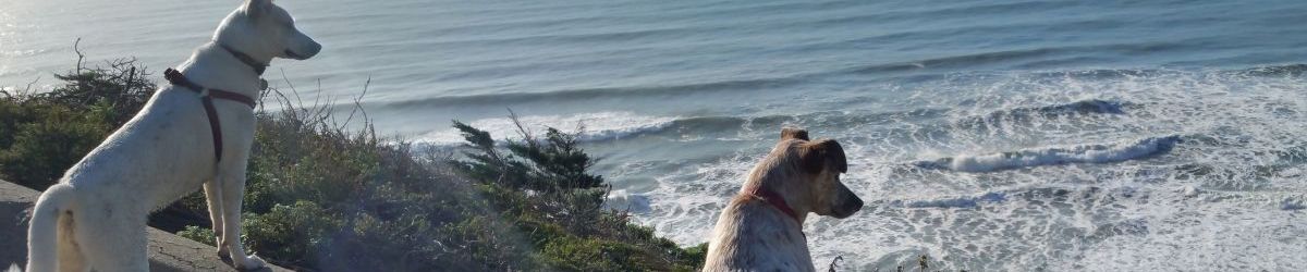 Pictures of dog outings