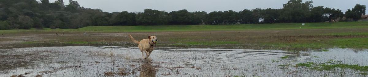 Pictures of dog outings