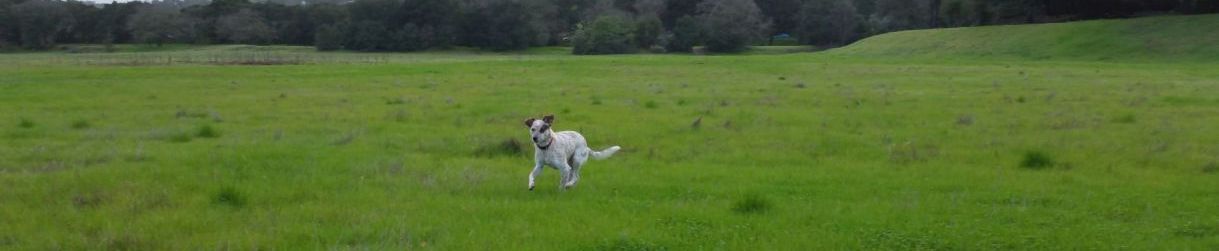 Pictures of dog outings