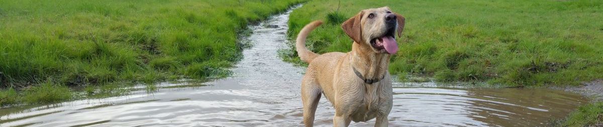 Pictures of dog outings