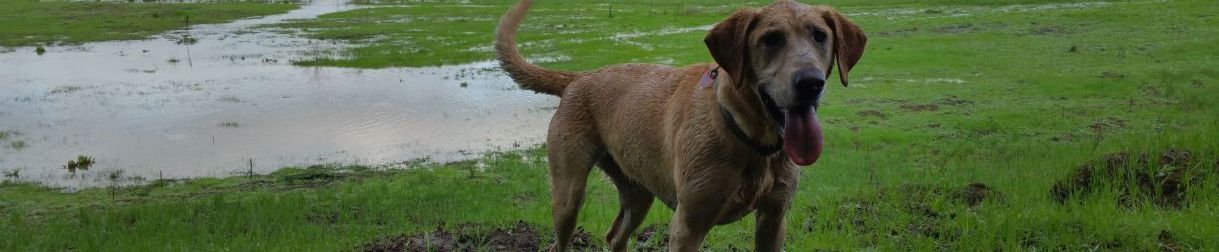 Pictures of dog outings
