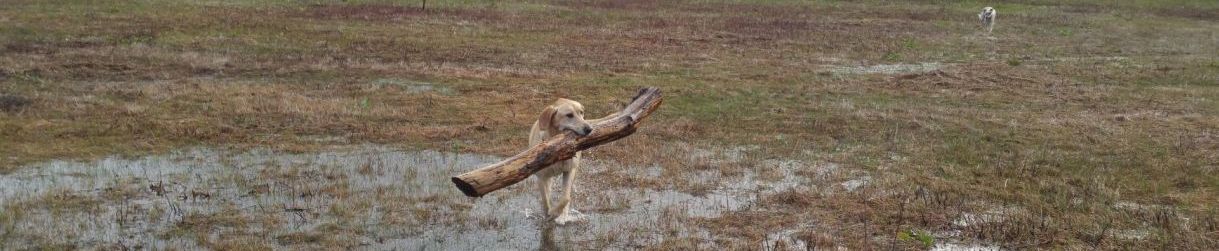Pictures of dog outings