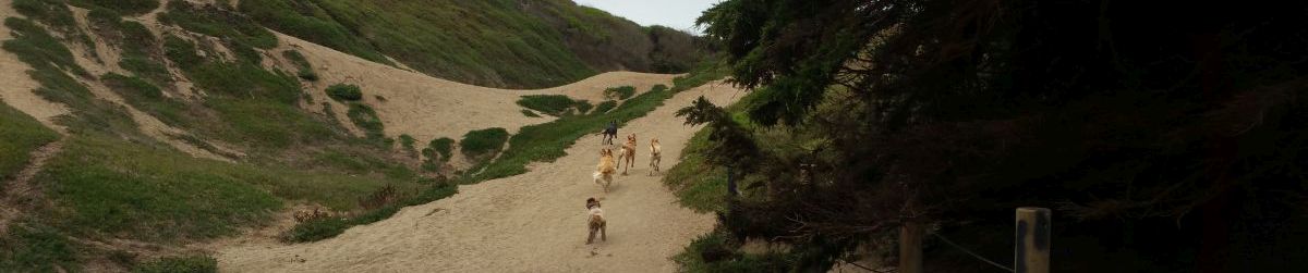 Pictures of dog outings
