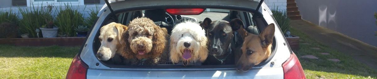 Pictures of dog outings