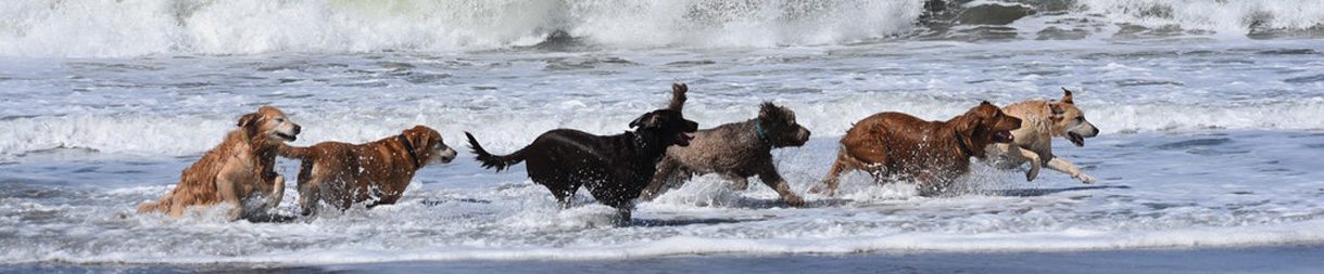 Pictures of dog outings