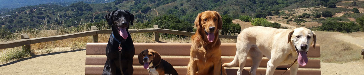Pictures of dog outings
