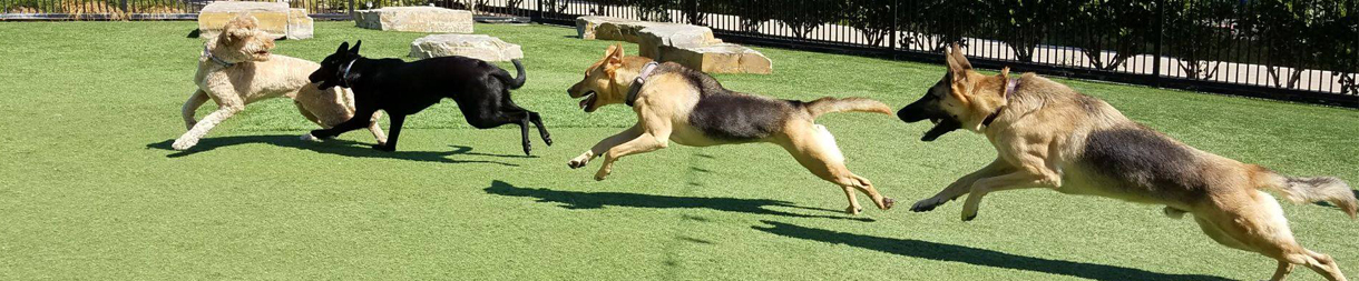 Pictures of dog outings