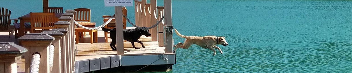Pictures of dog outings