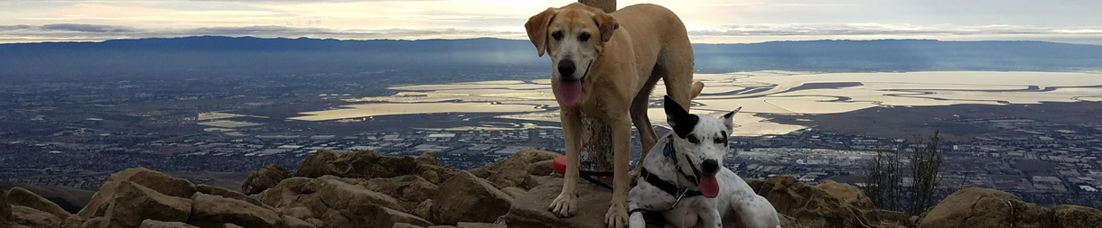 Pictures of dog outings