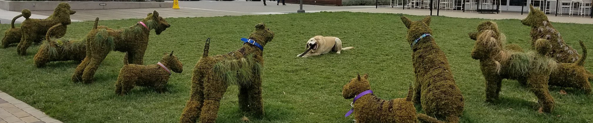 Pictures of dog outings