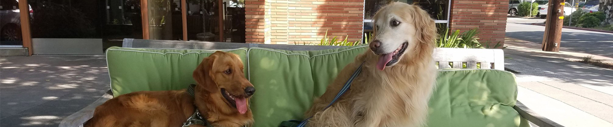 Pictures of dog outings