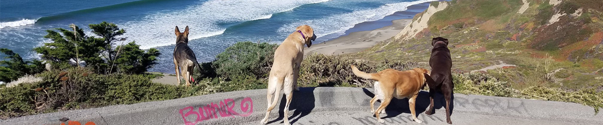 Pictures of dog outings