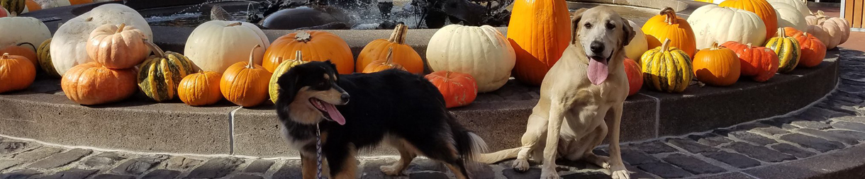 Pictures of dog outings