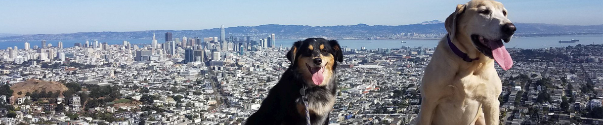 Pictures of dog outings
