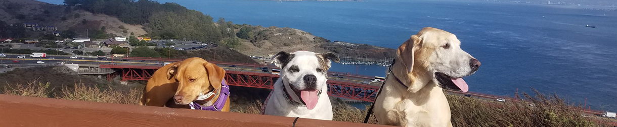 Pictures of dog outings