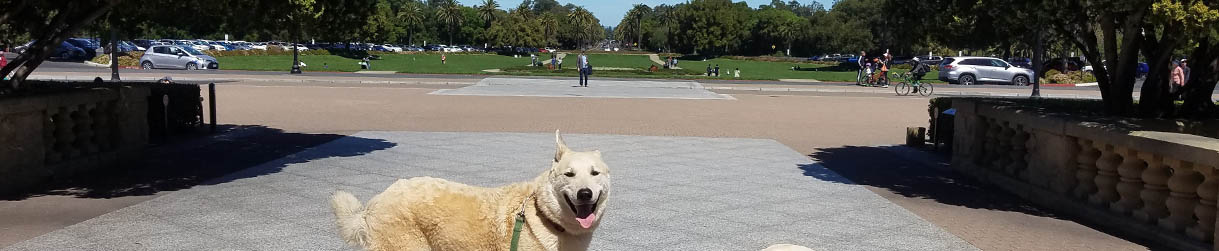 Pictures of dog outings