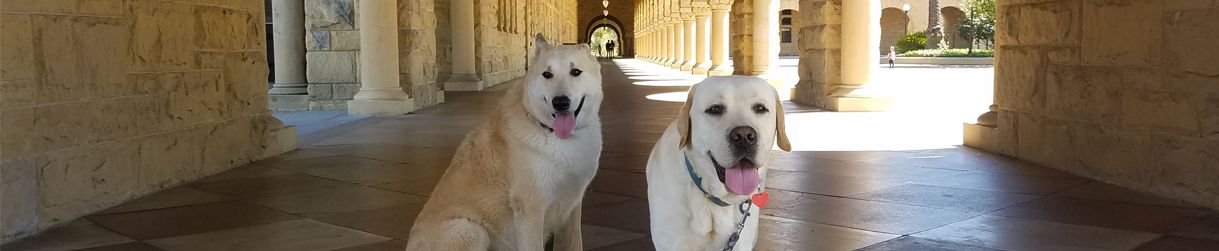 Pictures of dog outings