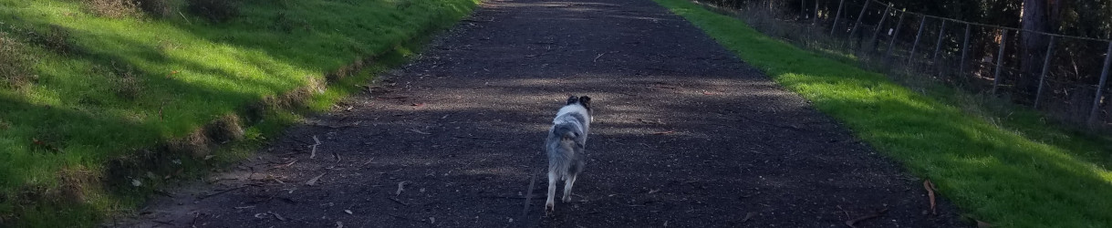 Pictures of dog outings