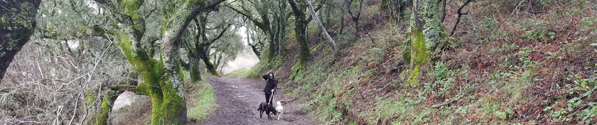 Pictures of dog outings