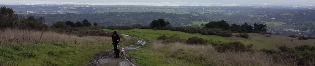 Pictures of dog outings