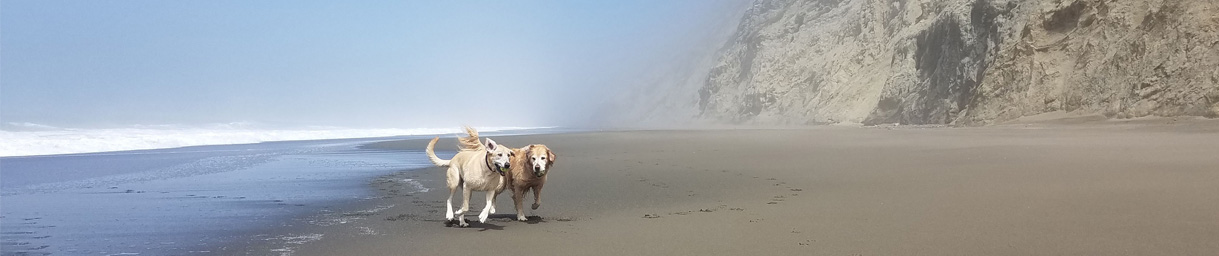 Pictures of dog outings