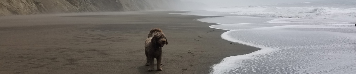 Pictures of dog outings