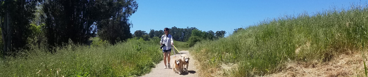 Pictures of dog outings