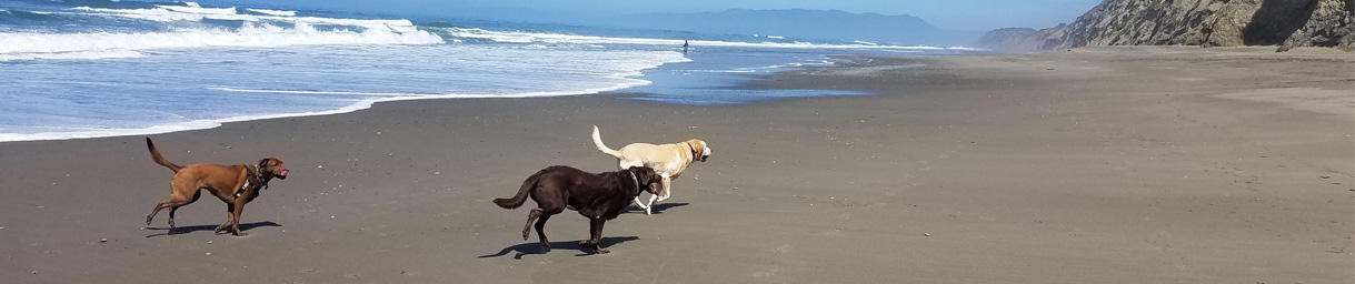 Pictures of dog outings