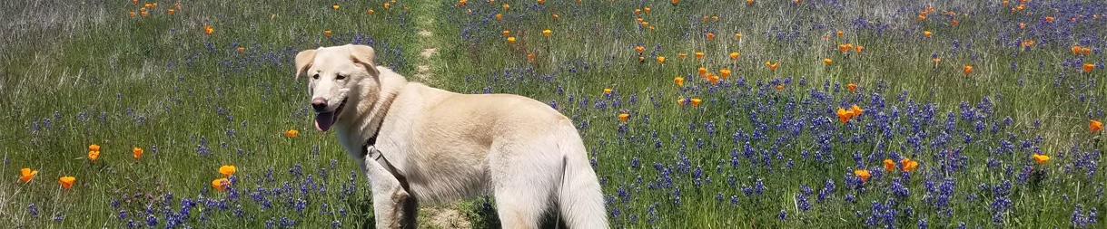 Pictures of dog outings