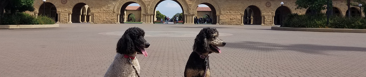 Pictures of dog outings