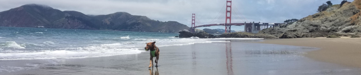 Pictures of dog outings