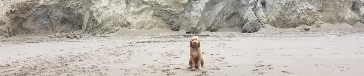Pictures of dog outings