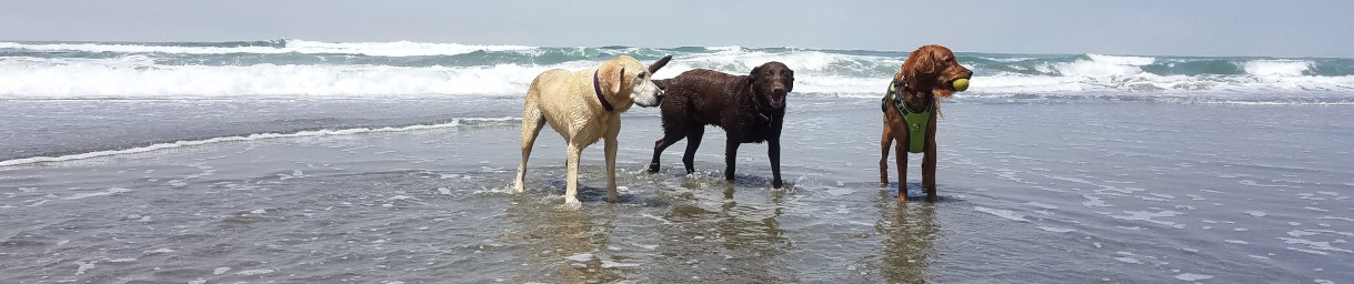 Pictures of dog outings