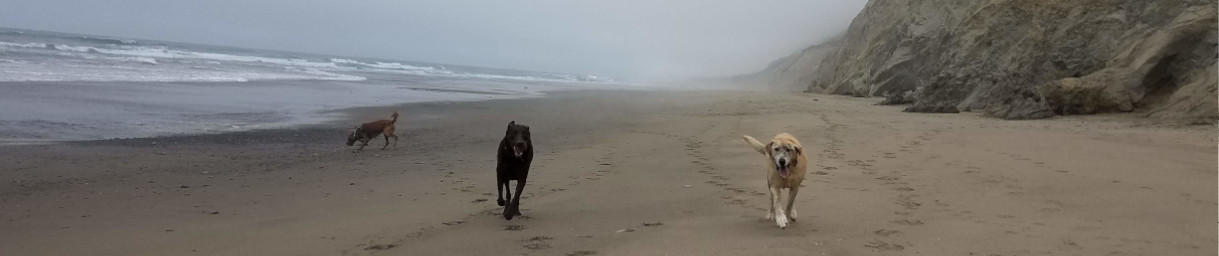 Pictures of dog outings